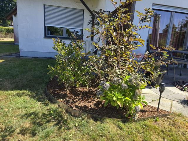 Beet mit Magnolie direkt am Haus