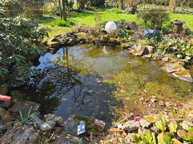 Gepflegter Gartenteich mit Randbepflanzung