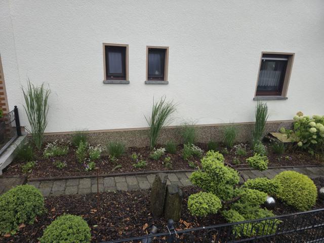 Neu angelegtes Hausbeet mit Buchs