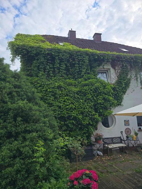 Stark mit Efeu bewachsene Hauswand vor dem Rückschnitt
