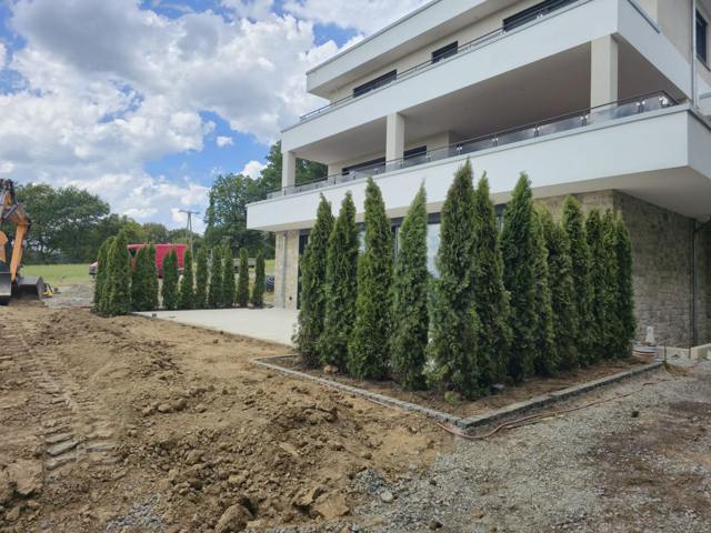 Neu gepflanzte Koniferenreihe an einem Neubau