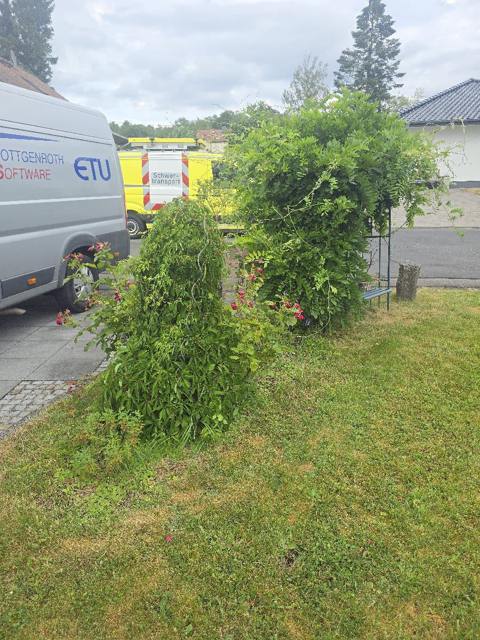 Gepflegter Rasen mit Strauchbepflanzung