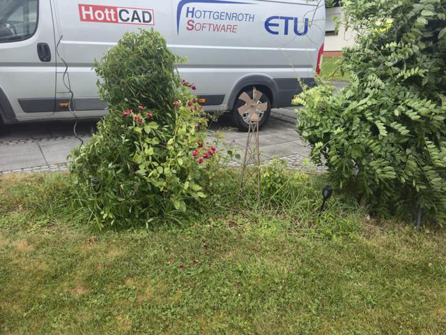 Rosenbeet im gepflegten Rasen