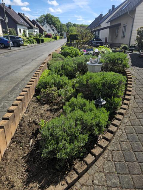Straßenbeet mit Formgehölzen und Lavendel