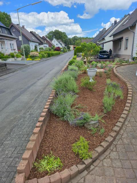 Straßenbeet mit Lavendel und sauberer Einfassung