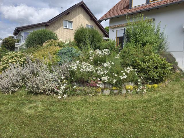 Blühender Vorgarten im Sommer